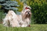 SHIH TZU 336